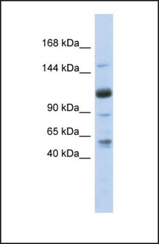 Anti-SR140, (N-terminal) antibody produced in rabbit