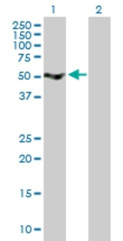 Anti-SRPX antibody produced in mouse