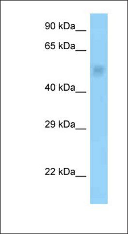 Anti-PPP2R3C antibody produced in rabbit