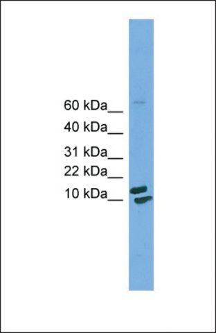 Anti-PPIH antibody produced in rabbit