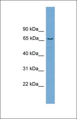 Anti-PPP2R5D antibody produced in rabbit