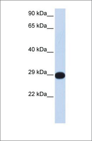 Anti-PPP4C antibody produced in rabbit