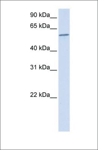 Anti-PPP3CA (ab1) antibody produced in rabbit