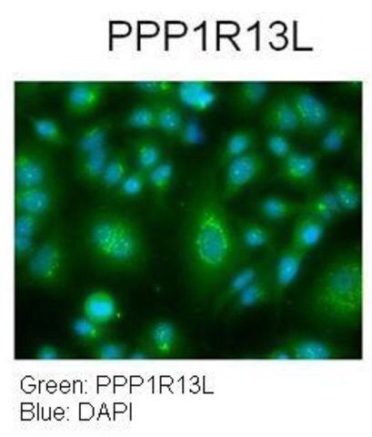 Anti-PPP1R13L antibody produced in rabbit