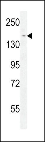 ANTI-PPRC1(C-TERMINAL) antibody produced in rabbit