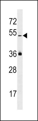 ANTI-PRAMEL (CENTER) antibody produced in rabbit