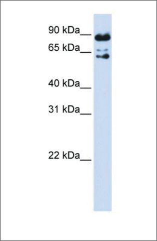 Anti-PPWD1 antibody produced in rabbit