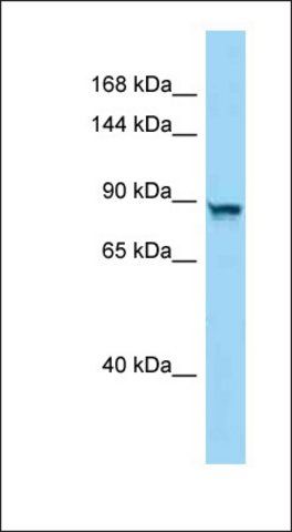 Anti-PPP4R4 antibody produced in rabbit