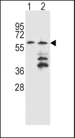 ANTI-PRAMEF12 (CENTER) antibody produced in rabbit