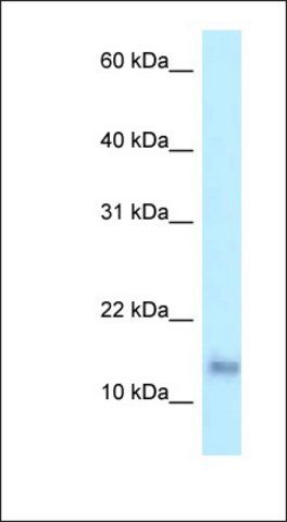 Anti-PRAP1 antibody produced in rabbit