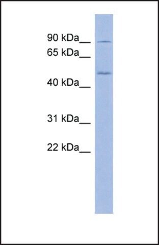 Anti-PREP antibody produced in rabbit