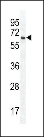 ANTI-PRAMEF20(C-TERMINAL) antibody produced in rabbit