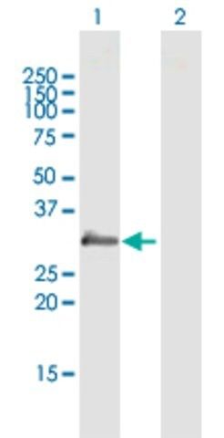 Anti-PRG2 antibody produced in mouse