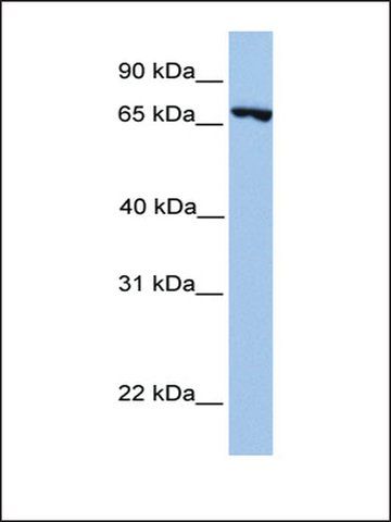 Anti-PRDM6 antibody produced in rabbit