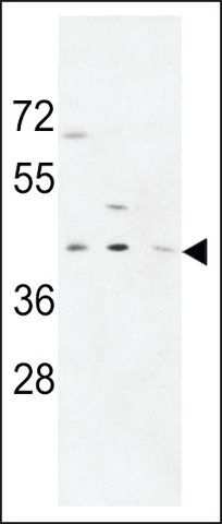 ANTI-PR38A (C-TERMINAL) antibody produced in rabbit