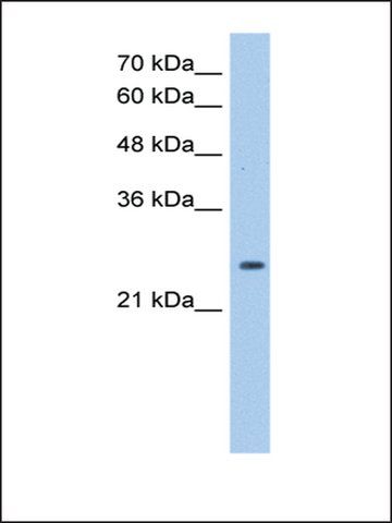 Anti-PRDX6 (AB2) antibody produced in rabbit