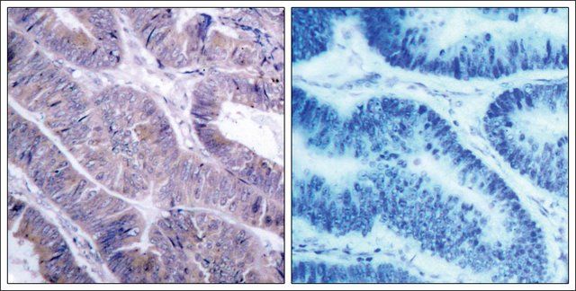 Anti-PRKAA1 (Ab-487) antibody produced in rabbit