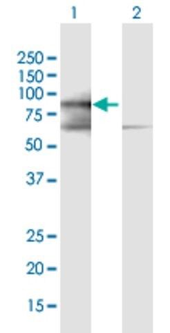 Anti-PRICKLE3 antibody produced in mouse