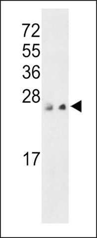 ANTI-PRL3(C-TERMINAL) antibody produced in rabbit