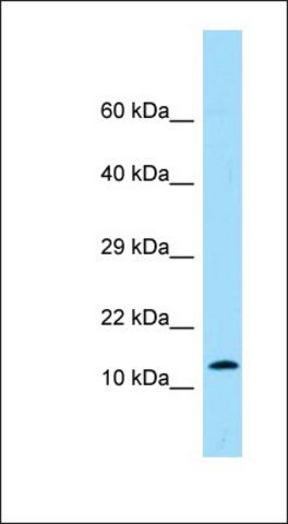 Anti-PROK2 antibody produced in rabbit