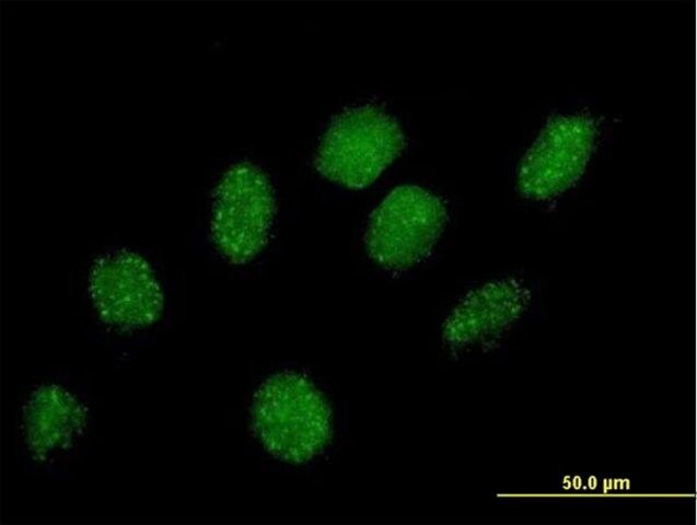 Anti-PRPF40A antibody produced in mouse