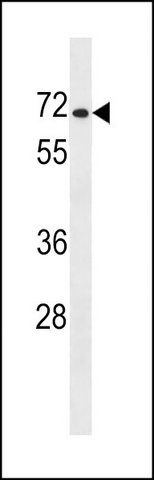 ANTI-PRODH2 (CENTER) antibody produced in rabbit