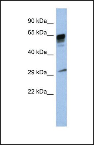 Anti-PRR18 antibody produced in rabbit