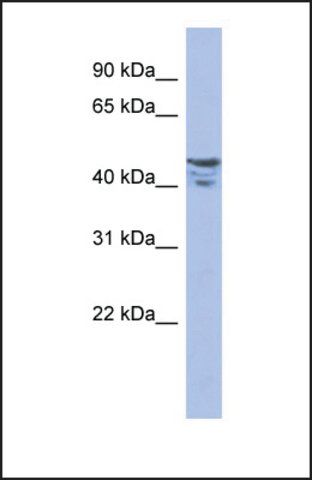 Anti-PRMT2 antibody produced in rabbit