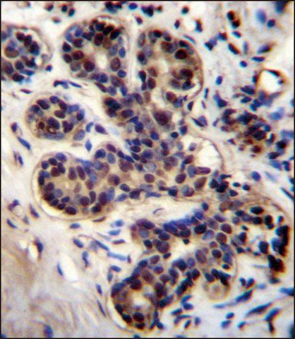 ANTI-PROX2 (C-TERM) antibody produced in rabbit