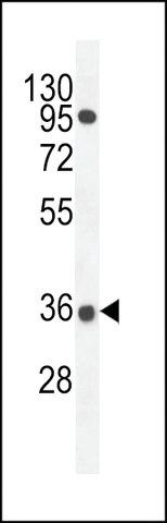 ANTI-PRR19 (CENTER) antibody produced in rabbit