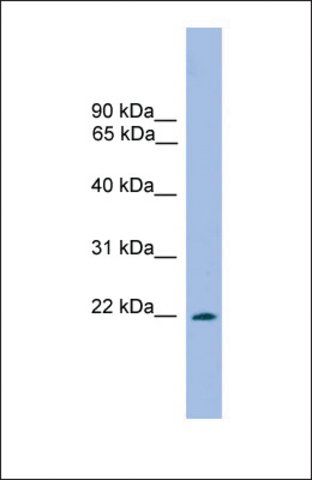 Anti-PRRXL1, (C-terminal) antibody produced in rabbit