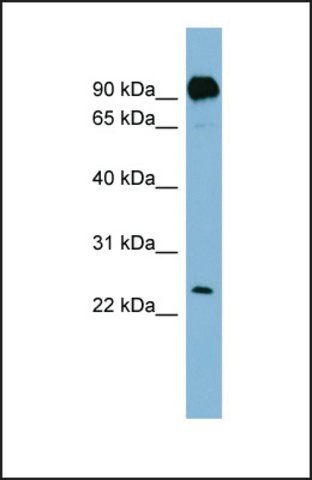 Anti-PRRG1, (N-terminal) antibody produced in rabbit