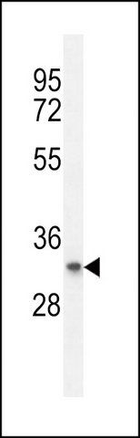 ANTI-PRRG3 (CENTER) antibody produced in rabbit