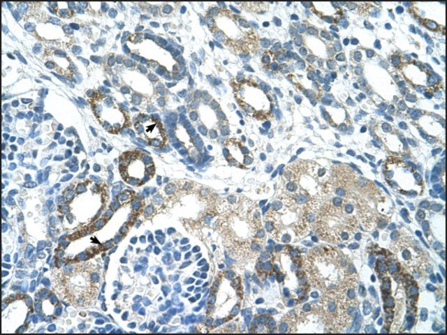 Anti-PSG3 antibody produced in rabbit