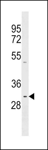 ANTI-PRR23A(N-TERMINAL) antibody produced in rabbit