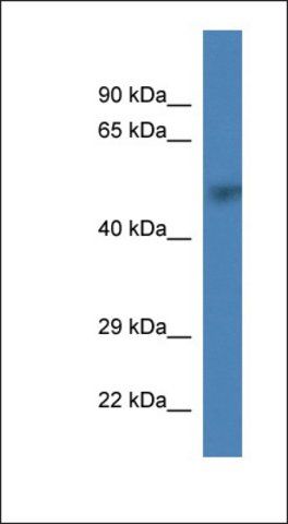 Anti-PRIM1 antibody produced in rabbit