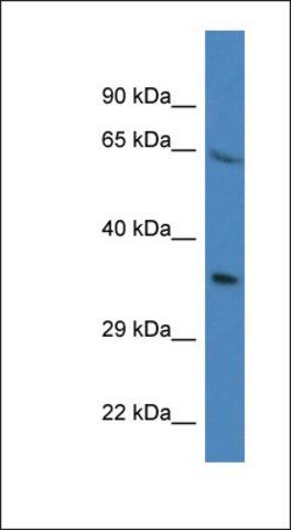 Anti-PRR16 antibody produced in rabbit