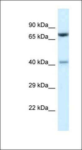 Anti-PRMT7 antibody produced in rabbit