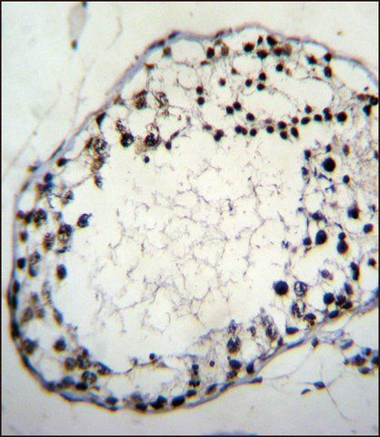 ANTI-PRR20 (C-TERM) antibody produced in rabbit