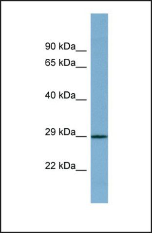 Anti-PRR16 antibody produced in rabbit