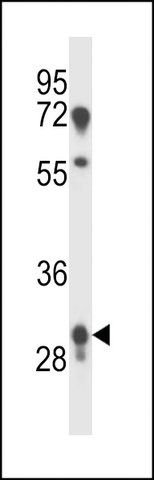 ANTI-PRR18(C-TERMINAL) antibody produced in rabbit