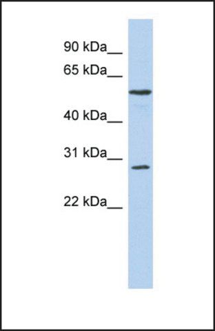 Anti-PRRC1 antibody produced in rabbit