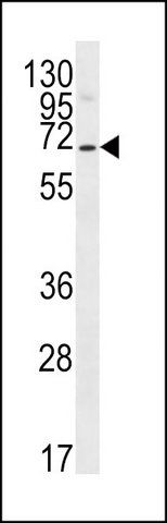 ANTI-PSAPL1 (N-TERM) antibody produced in rabbit