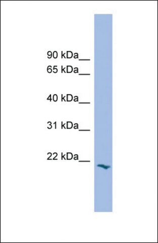 Anti-PRRG2 antibody produced in rabbit