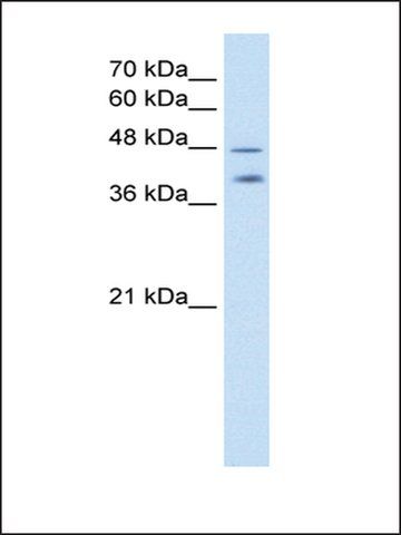 Anti-PSG1 (AB2) antibody produced in rabbit