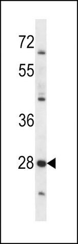 ANTI-PRSS27 (C-TERM) antibody produced in rabbit