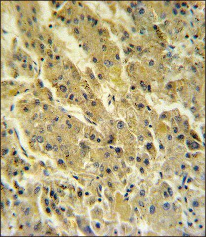 ANTI-PSG7 (C-TERM) antibody produced in rabbit