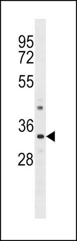 ANTI-PRR7 (C-TERM) antibody produced in rabbit