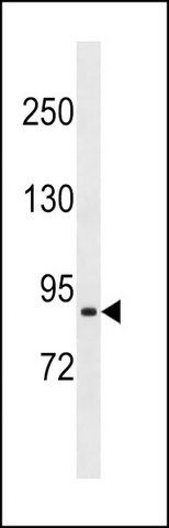 ANTI-PRRT4 (C-TERM) antibody produced in rabbit