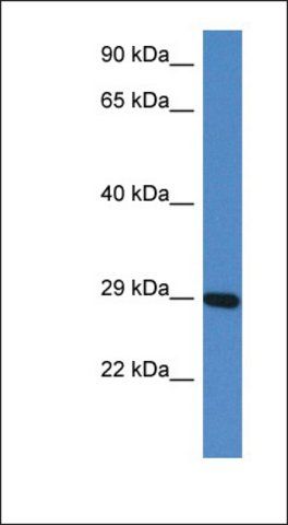 Anti-PRRG3 antibody produced in rabbit